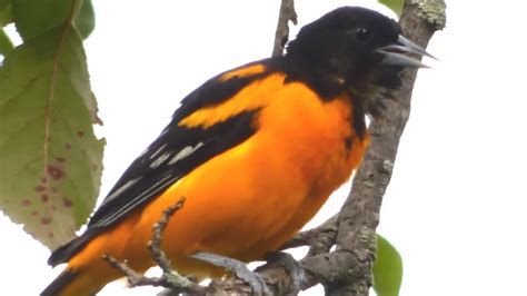 baltimore orioles birds call